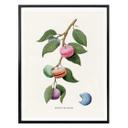 Póster Suelto - Planta de macarons