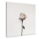 Lienzo La rosa blanca - Cuadrado
