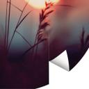 Fototapet Græs i lyset af den glødende sol - Treechild - Rund - vliesetapet/selvklæbende non-woven t