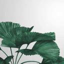 Tropical Leaves plantetapet i grågrøn - non-woven tapet Designwalls 2 - 2,55 x 3,5 m