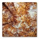 Plateau de table en verre - Feuilles dorées - Carré - 60x60 cm