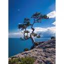 Fototapet Træ ved havet