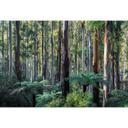 Fototapeta las eukaliptusowy w Yarra Ranges - Colombo