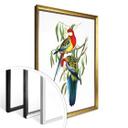 Póster de periquitos de colores