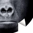 Gorilla Fototapet - Rund - vliesetapet/selvklæbende non-woven tapet