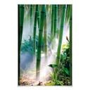 Poster - Bamboo Forest