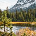 Fotomural naturaleza idilio de montaña en un bosque de pinos mágico