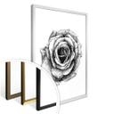 Plakat - Kools - Rose