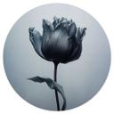 Vinilo decorativo de tulipanes aterciopelados en negro - Paksoylu - Redondo