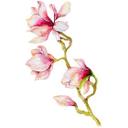Wallsticker Kvilis - Magnolia 02