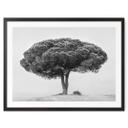 Póster Martin - Árbol en blanco y negro