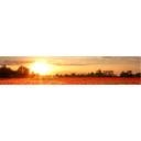 Papier peint photo Champ de coquelicot sous le coucher du soleil - Panorama - 48x260 cm