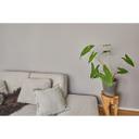 Erfurt Økologisk glat fleecetapet Eco Green 20x0,75m