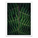 Plakat - Botanical 03