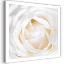 Canvasbillede, Delikat rose