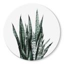 Glasbillede - Plante - Sisi & Seb
