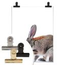 Affiche - lapin