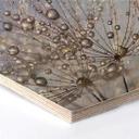 Hexagon Berkenfineer Delgado - Waterdrop Dandelion