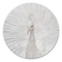 Tableau sur alu-Dibond Fegari - Paon blanc - Rond