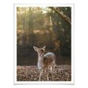 Póster Fawn