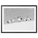 Poster Marchegiani - Des grues dans la neige