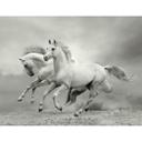 Fototapet Heste i galop - 336x260 cm