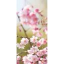 Fototapet - Kirsebærblomster