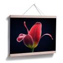 Plakat - Grønkjær - First Tulip