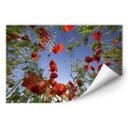 Poster autocollant - W - Champ de Coquelicots
