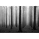 Fotomural Bongaerts - Niebla en el bosque - 384x260 cm