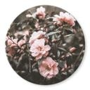 Tableau sur verre Annie - Rosier - Rond
