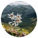 Wall Sticker Hvid alpin edelweiss på bjerget