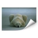 Poster autocollant - W - NG Ours Polaire Endormi