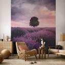 Papel pintado Campos de lavanda púrpura al atardecer - Cevik