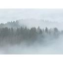 fototapet Designwalls i hvidt og grønt non-woven tapet Misty Forest landskab træ