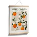 Plakat Boho-appelsintræ - Citrus Sinensis - Tunaboylu