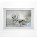 Film occultant - Chevaux au galop