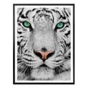 Plakat - Sumatratiger