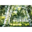 Papier peint photo Forêt ensoleillée