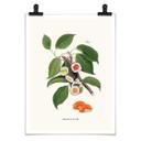 Póster Suelto - Planta de sushi