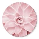 Tableau sur verre rond Sisi & Seb - Succulente rose