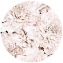 Fototapet - Rundt 1X Studio - Aster abrikos - vliesetapet/selvklæbende non-woven tapet