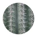 Plakat 1X Studio - Cactus
