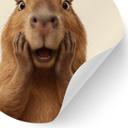 Overrasket Capybara Wallsticker - Rund