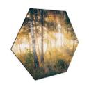Hexagon Dibond Solskin i birkeskoven - Kado