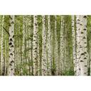 Fototapet naturgrønt hvidt - Ikke-vævet tapet 3,75 m x 2,50 m skovmotiv