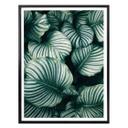 Plakat - Urban Jungle - Calathea Orbifolia