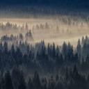 ForestInFog tapet i blåbeige - non-woven tapet Designwalls 2 - 2,55 x 3,5 m