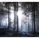 Fotomural - Rayos de sol en el bosque azul