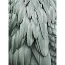 Livingwalls papier peint photo ARTist Feathers vert